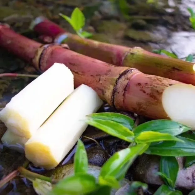 云南脆皮红皮甘蔗现砍现发坏果包赔脆红皮甘蔗