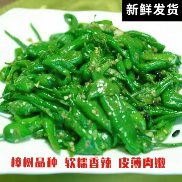 【现摘现发】精选正宗樟树薄皮椒自家新鲜产地采摘软香辣椒皮薄椒香
