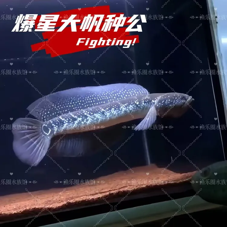 精选大帆大尾七星雷龙爆星月鳢黑月各尺寸淡水观赏七星雷龙鱼