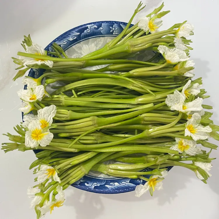 云南大理洱海水性杨花海菜花新鲜现摘现发特色食用蔬菜