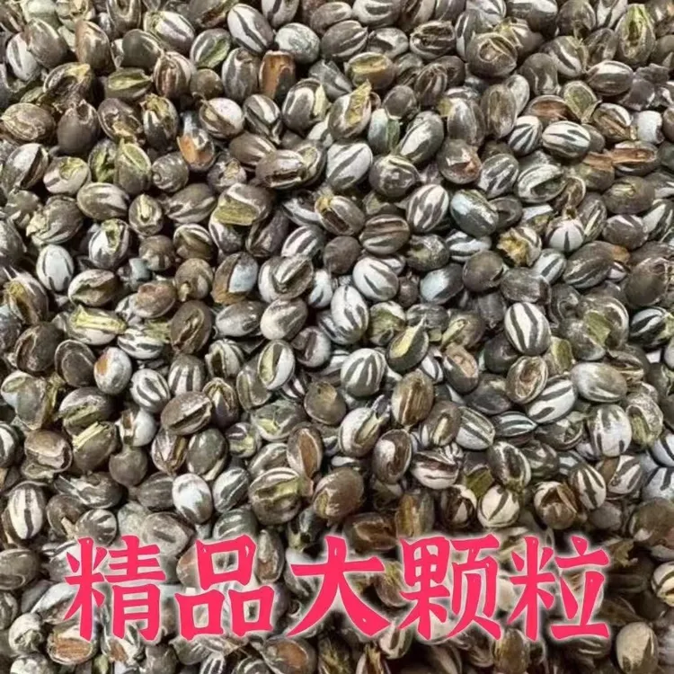 大颗粒500克1300颗粒左右）适合吃 盐爆杨拉罐坦克虫高蛋仓鼠松鼠