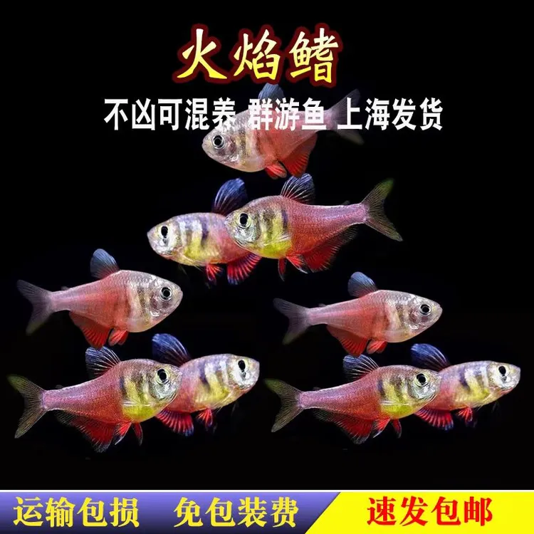 火焰旗扯旗鱼热带观赏鱼淡水水草缸群游鱼活体小型冷水鱼