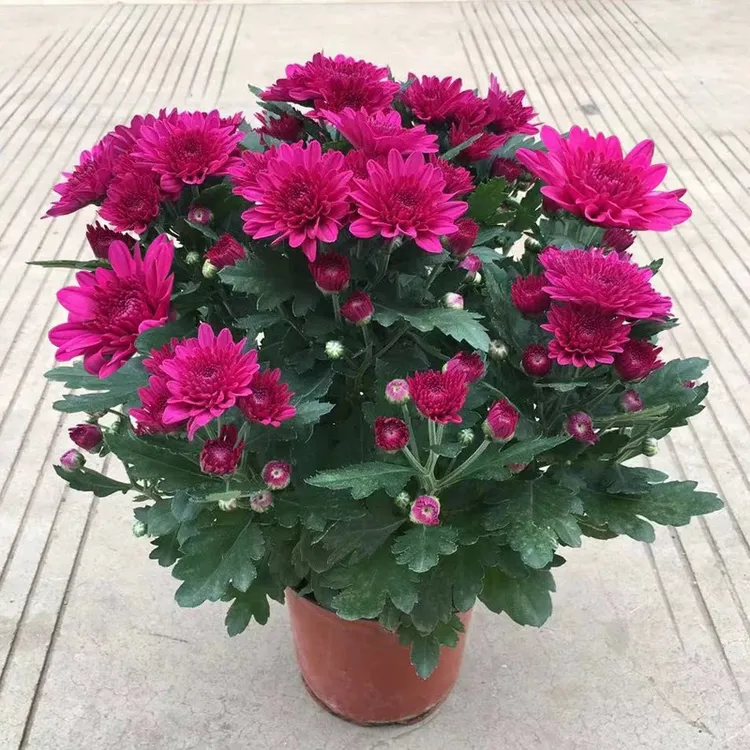 四季荷兰菊 月月菊 带花苞