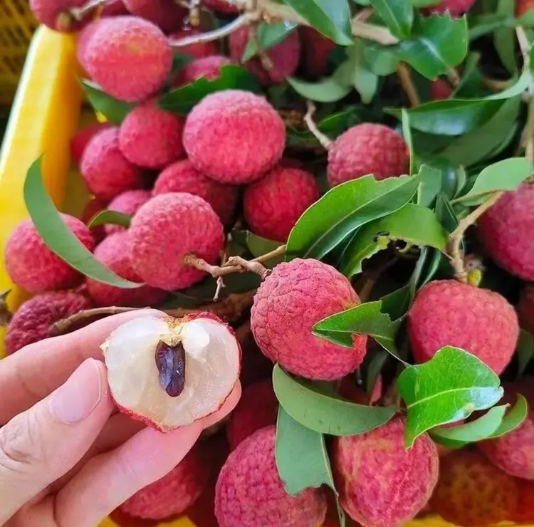 【广东省内】正宗高州荔枝白糖罂清甜新鲜荔枝现摘现发顺丰冷链