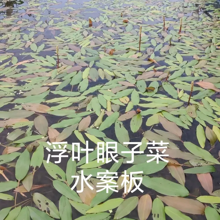 浮叶眼子菜水草植物水案板水板凳漂浮水岸板水上飘鸭子草净水造景