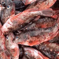 A广东汕尾野生海钓石九公鱼（小鱼品种长不大，谨慎下单）