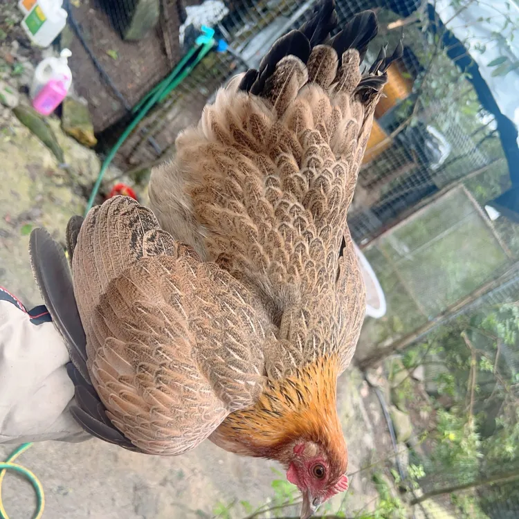 贵州黄金五彩种蛋10枚装