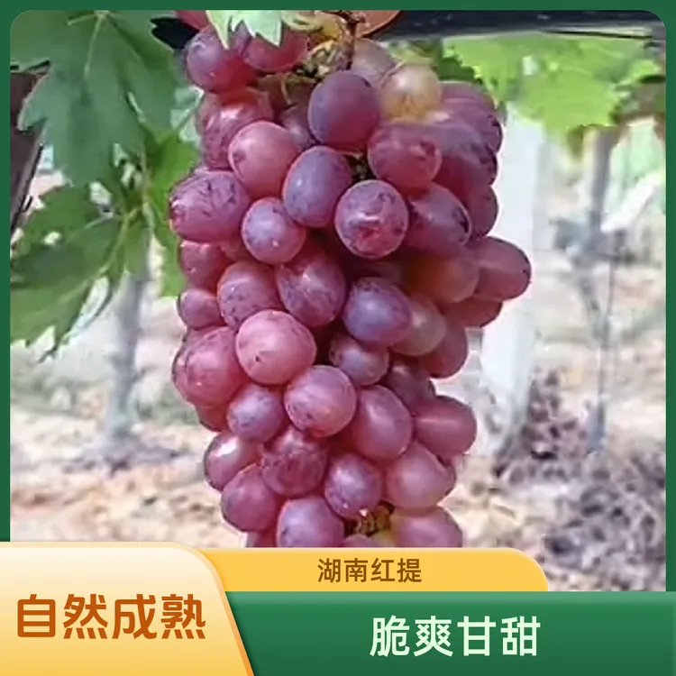 现摘现发绥宁大红提无籽自然成熟脆爽甘甜