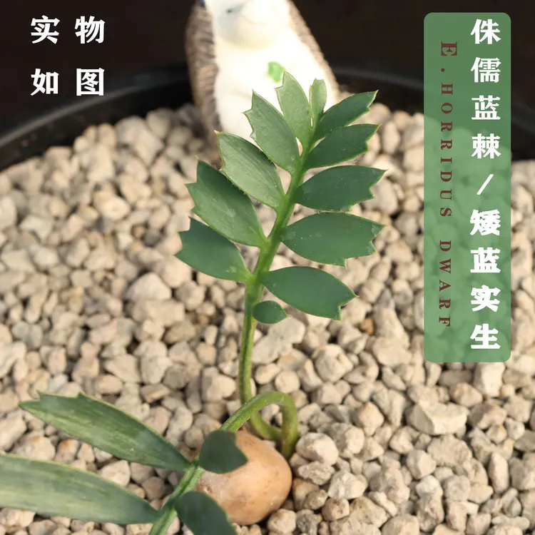 侏儒蓝棘苏铁／矮蓝铁 E.horridus dwarf2叶实生株一物一拍带盆发