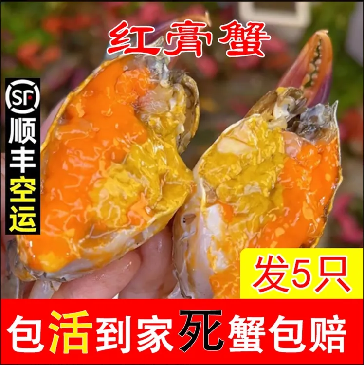 东山岛青蟹特大红膏蟹 红树林红膏蟹 全母蟹 红膏鲟
