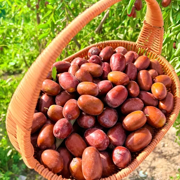 【自家果园】2025新疆灰枣鲜果现摘现发蒸熟更好吃