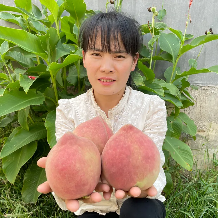 丽江脆甜大雪桃大寿桃2.5-3斤(2-4个不等)