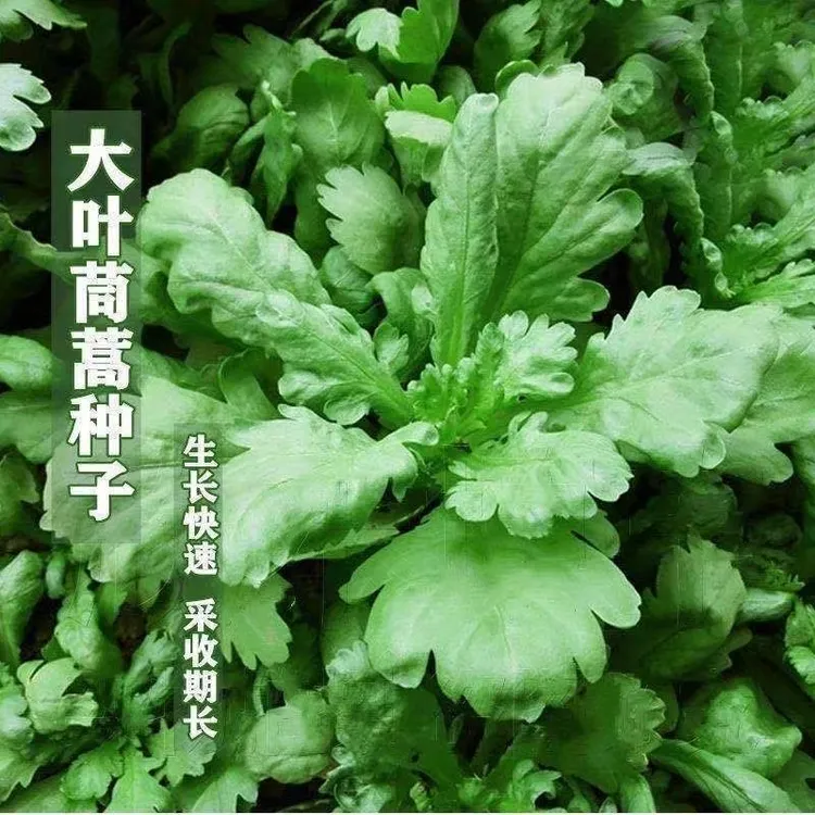 大叶茼蒿种子皇帝菜籽春季夏秋冬盆栽阳台四季青蔬菜种籽青菜种子
