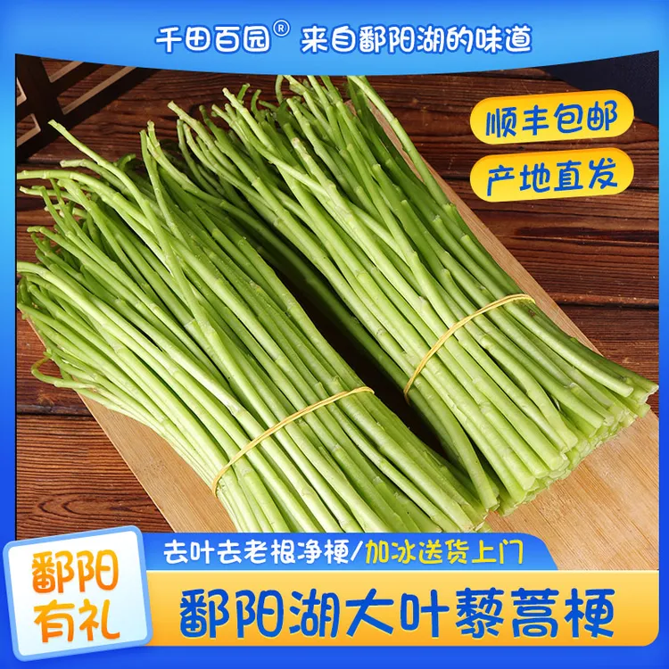 顺丰包邮江西特产鄱阳大叶藜蒿新鲜嫩梗藜蒿炒腊肉专用泥蒿芦蒿