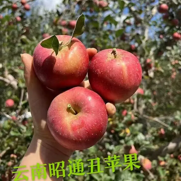 云南高山丑苹果红露新鲜水果脆甜多汁现摘现发