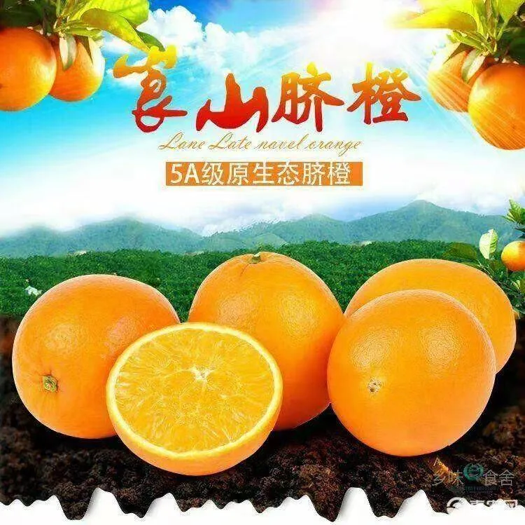 湖南崀山脐橙纽荷尔新鲜采摘发货（顺丰包邮）