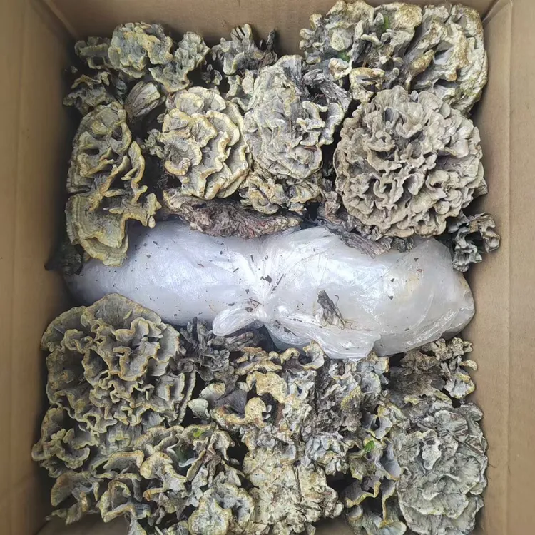 云南临沧松树林正宗野生新鲜干巴菌原产地直发高品质本地干巴菌