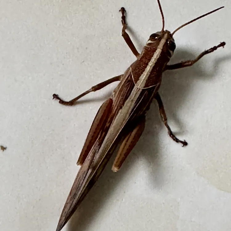 贵州野生大花面蜢画眉斗鸟开口提性专用高营养丁蜢新鲜现货