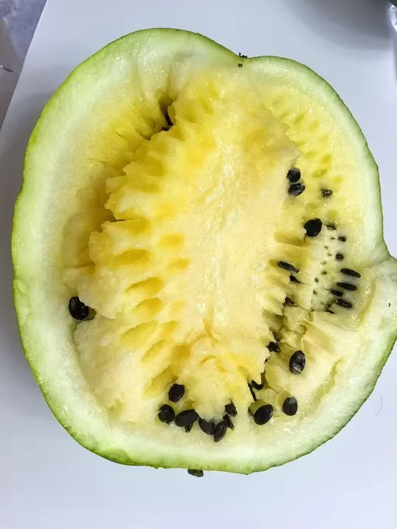 兰州特产黄壤打瓜新鲜美味产地直发包邮到家