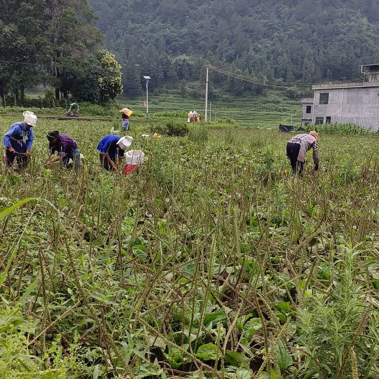 亚洲收纳袋黄色纸袋绿色度假风日系欧若精灵风慵懒风