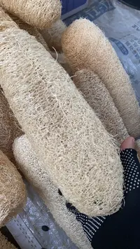 丝瓜/瓤菇大集现收