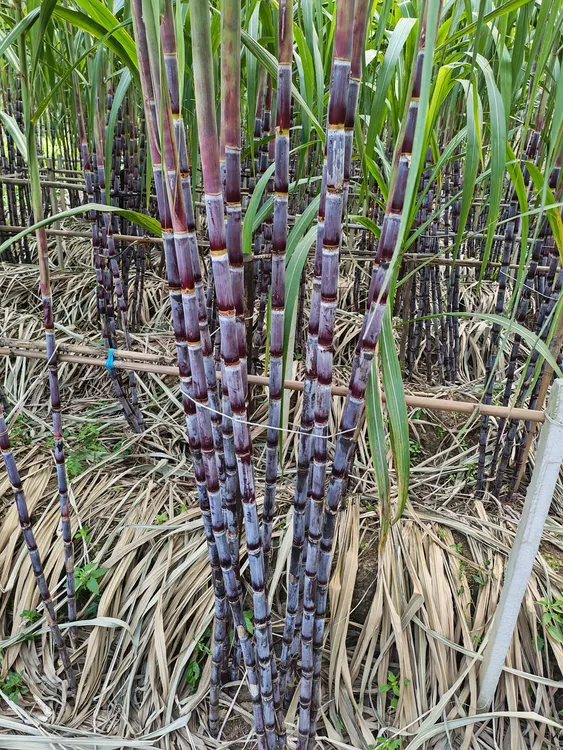 贵州乌蒙山紫皮甘蔗新鲜农家自种现砍现卖脆甜多汁甜杆