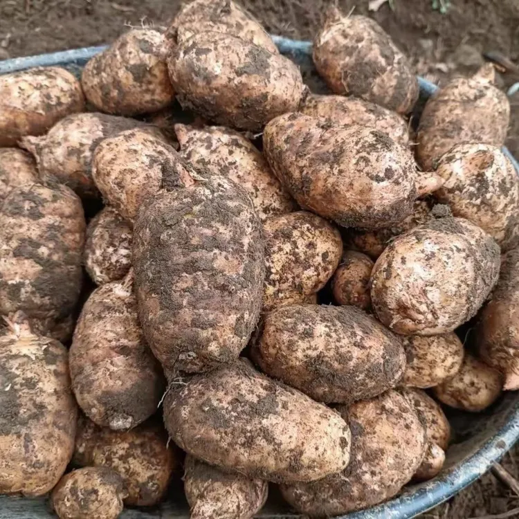 贵州林下新鲜天麻野生种植高山林下乌天麻现挖带泥土
