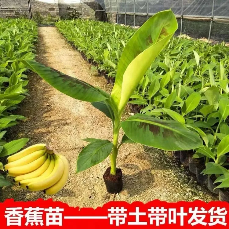 香蕉苗矮化香蕉果树苗产量王粉香蕉香甜带土带叶当年结果