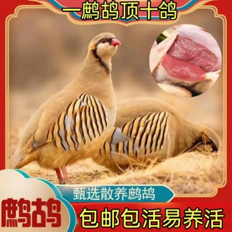 宠物石鸡苗石鸡鹧鸪鸟婆罗门石鸡小鸡苗公1斤母0.7斤活物活体