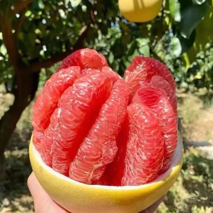 【热卖】正宗三红蜜柚新鲜水果红心柚皮薄多汁清甜可口包邮