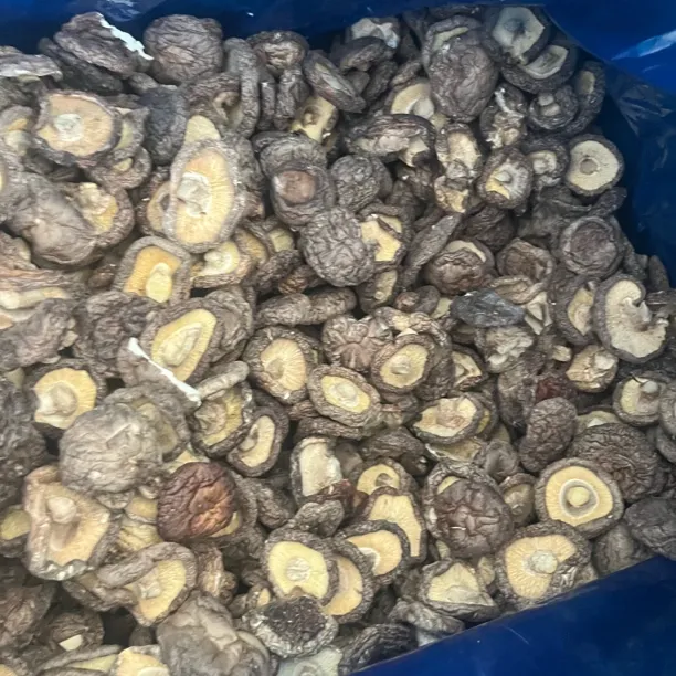 新货香菇上市,图片是本人自拍的,肉厚好吃