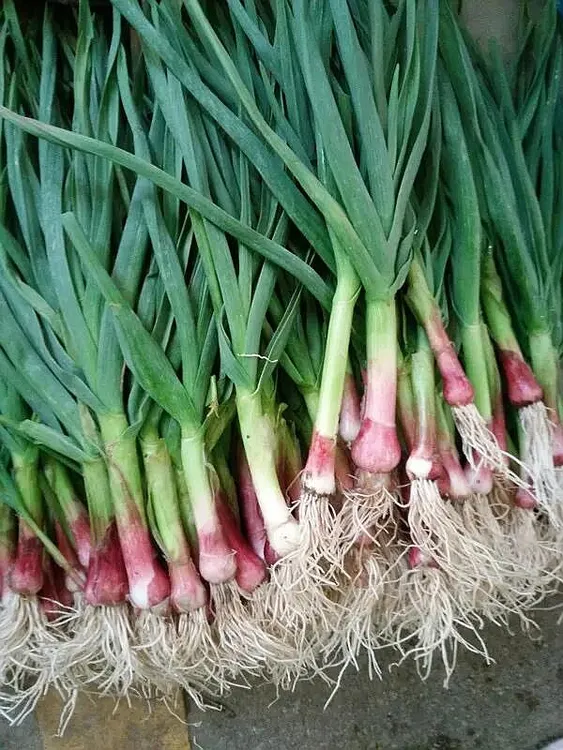 2025新鲜蒜苗湖南衡阳耒阳露天农家自种红皮大蒜带叶连须发货红头