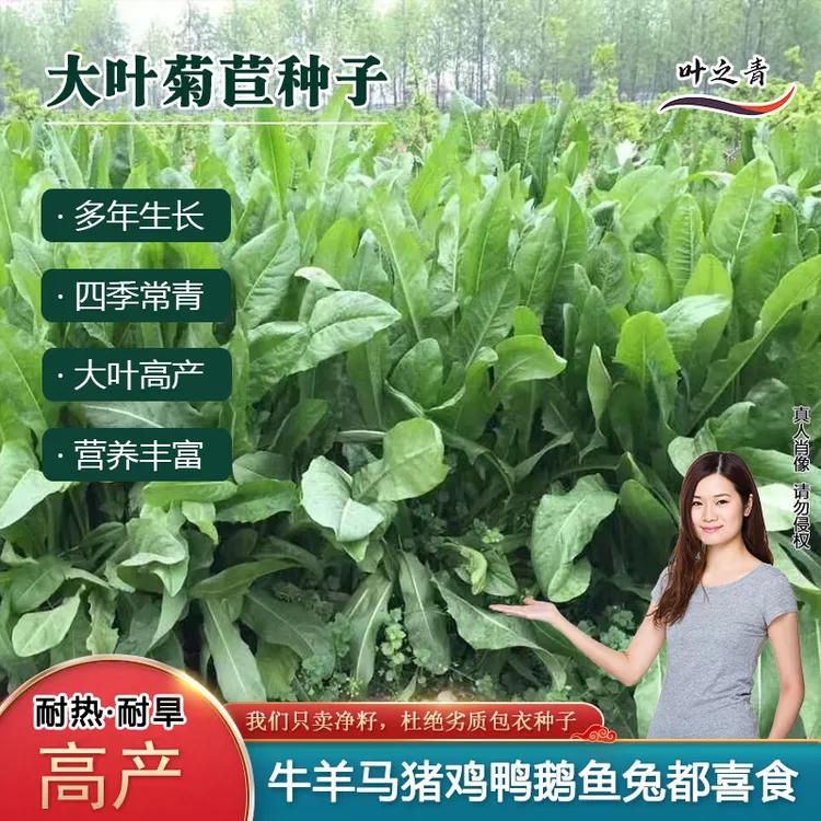 大叶菊苣牧草种籽无绒毛多年生四季收割耐寒耐旱养殖鸡鸭鹅鱼兔猪
