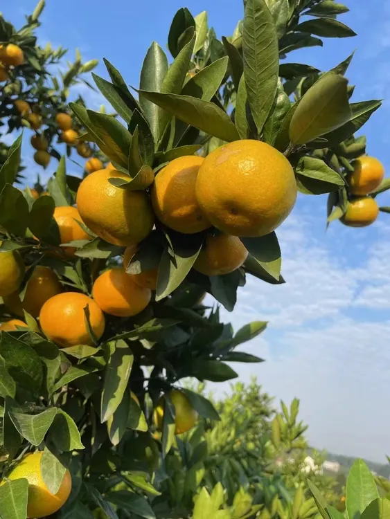 （小月）石门柑橘现摘现发高山无籽柑橘新鲜橘子应季孕妇水果 