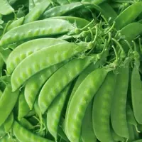 【满五包包邮】正宗甜脆荷兰豆种子软荚荷兰豆种耐寒耐热抗病阳台菜