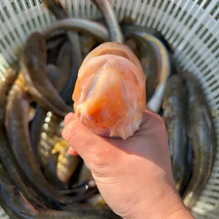 【特大规格】沙光鱼3-4条/斤鲜活速冻顺丰新鲜连云港发货5斤