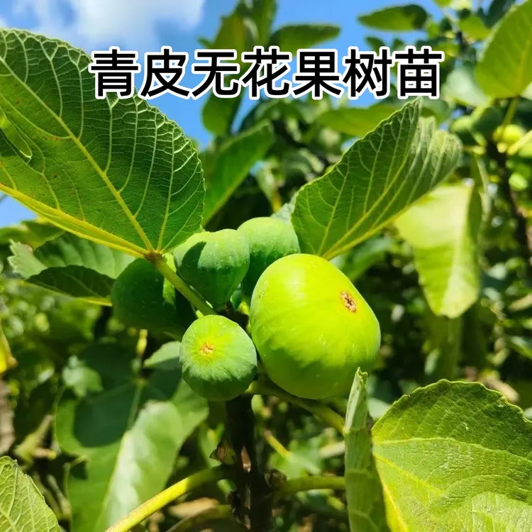 无花果树苗青皮无花果树苗南北方庭院种植地栽盆栽耐寒无花果树苗