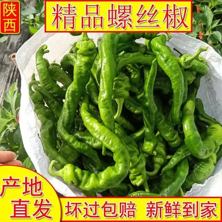 薄皮肉厚香辣螺丝椒新鲜采摘