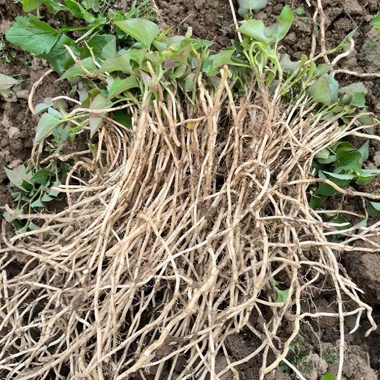 【带泥带叶】新鲜折耳根贵州农家自种黄耳朵鱼腥草脆嫩爽口现挖现发