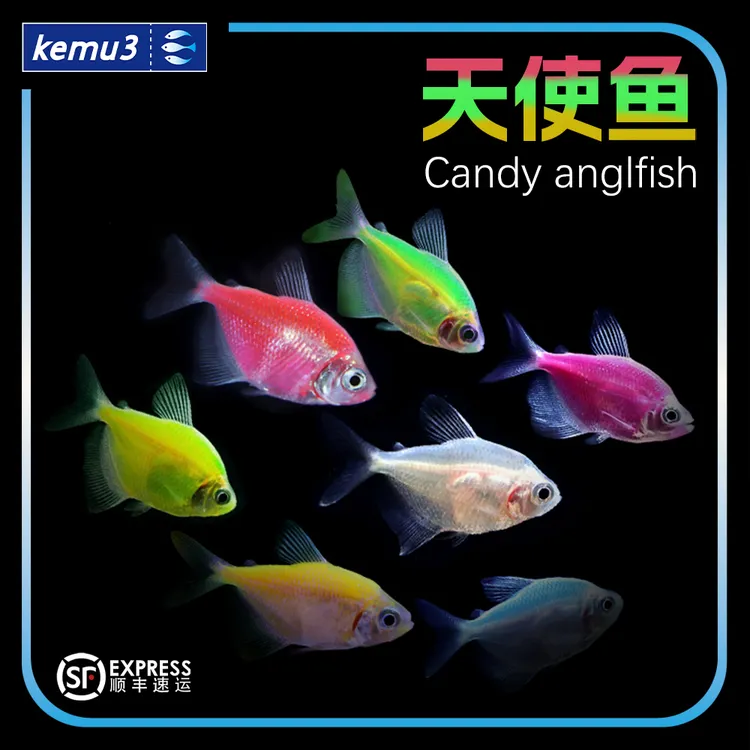 七彩天使鱼小型热带观赏鱼颜色丰富群游好养适合新手饲养