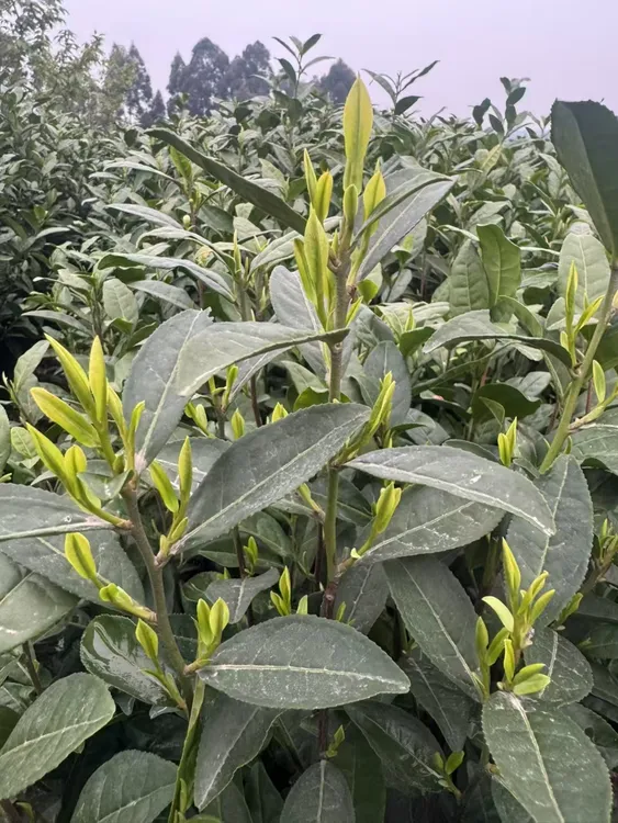 2025新茶安吉高山兰花园白茶兰花香明前老母鸡汤鲜猴魁绿茶