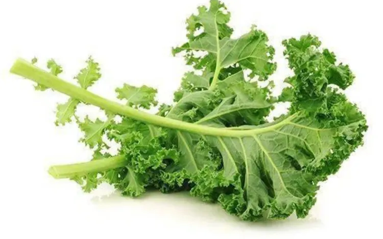 羽衣甘蓝九龙山农场生态种植味道香郁可以生吃