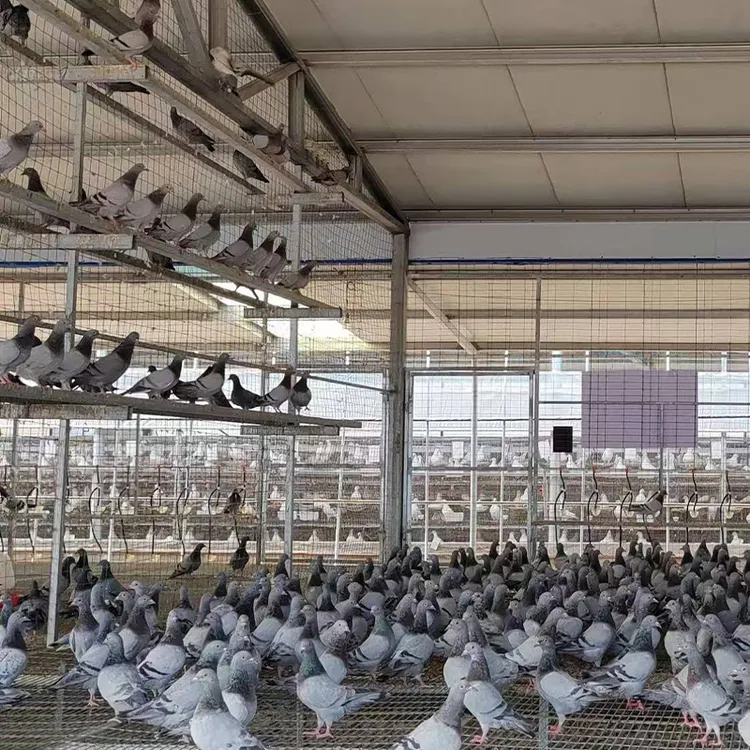 中山石岐乳鸽精品鸽子现杀新鲜杂粮喂养老鸽子【顺丰包邮】坏单包赔