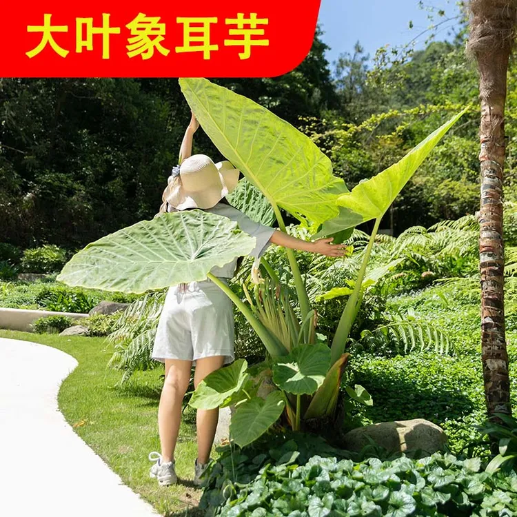 网红绿植龙猫同款象耳芋盆栽大叶如象耳懒人绿植热带风情植物