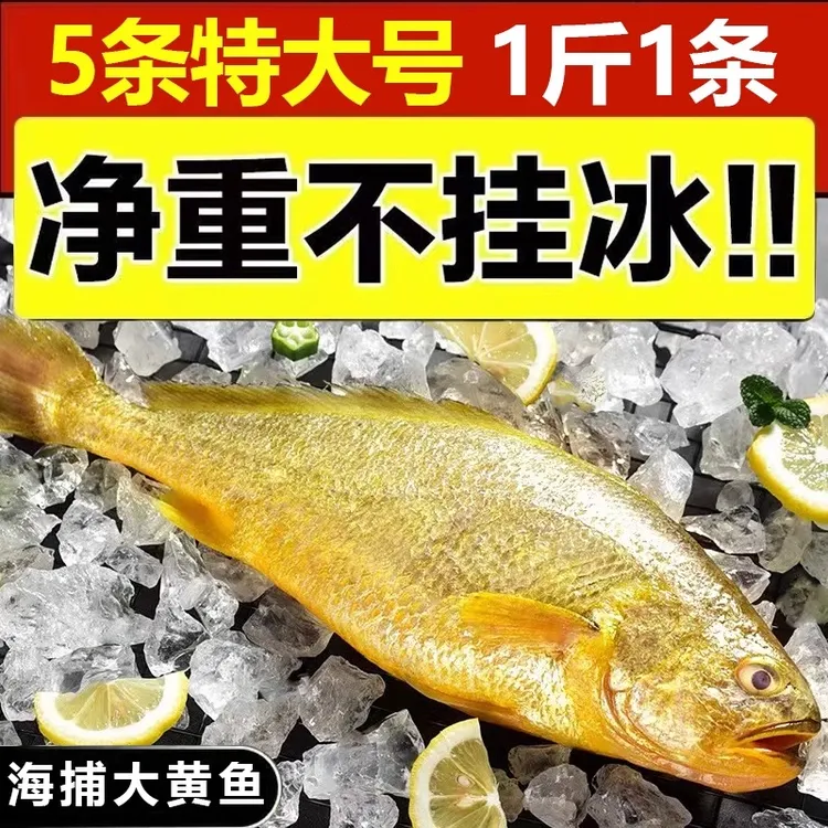 1斤-1.4斤1条大黄鱼新鲜黄花鱼肉质鲜嫩深海捕捞500克