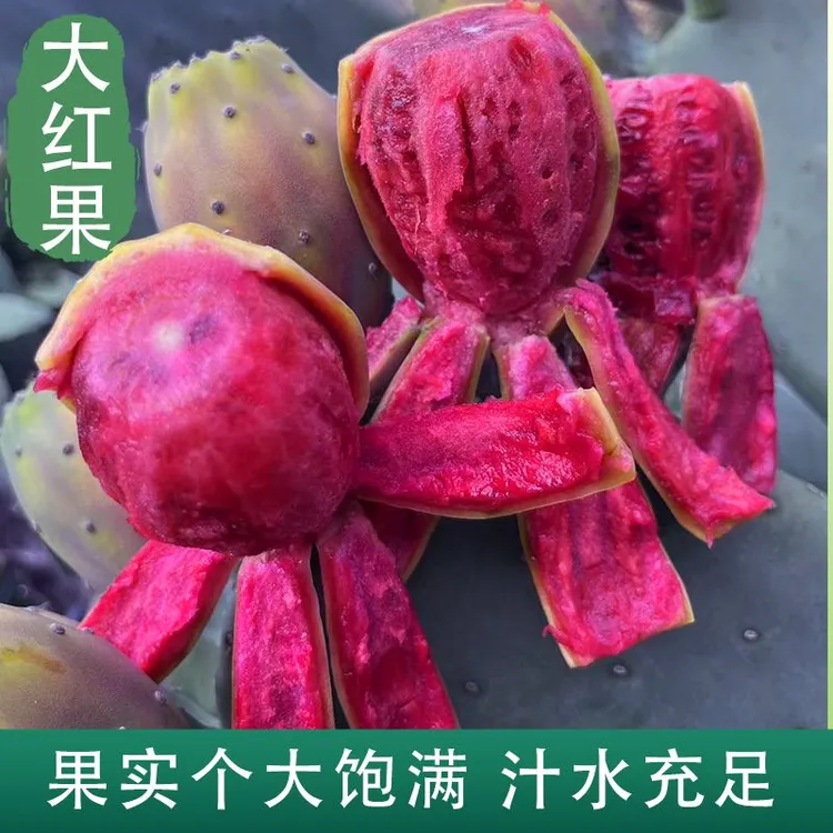 【红钻大红果仙人掌】摩洛哥进口米帮塔仙人掌多肉绿植种植扦插盆栽