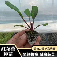 红菜苔秧苗菜心蔬菜苗传统红菜苔苗秋冬菜秧苗早熟红菜苔苗高营养