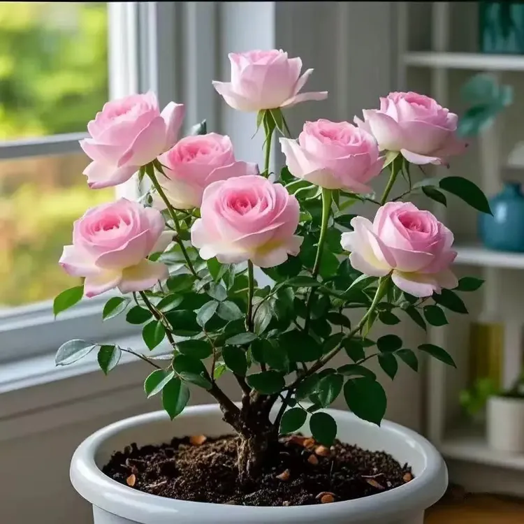 【香水玫瑰】玫瑰花老桩苗四季可种耐寒耐热植物盆栽大花月季浓香型