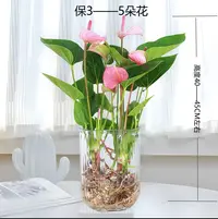 【4---6朵】一水培粉掌盆栽带花美观适合桌面室内摆放的绿植