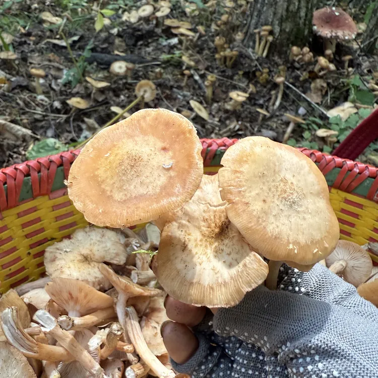 野生干榛蘑自然晾晒